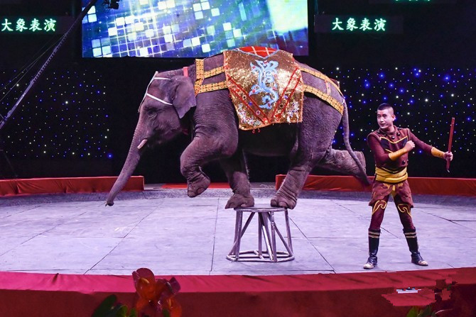 麗江玉龍雪山[河南馬戲表演]